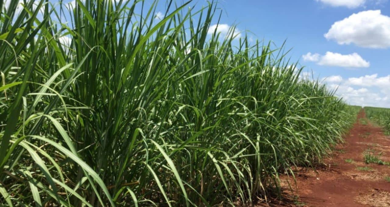 Safra maior faz usinas de cana do Brasil migrarem do “etanol máximo” para a moagem total - Imagem do artigo